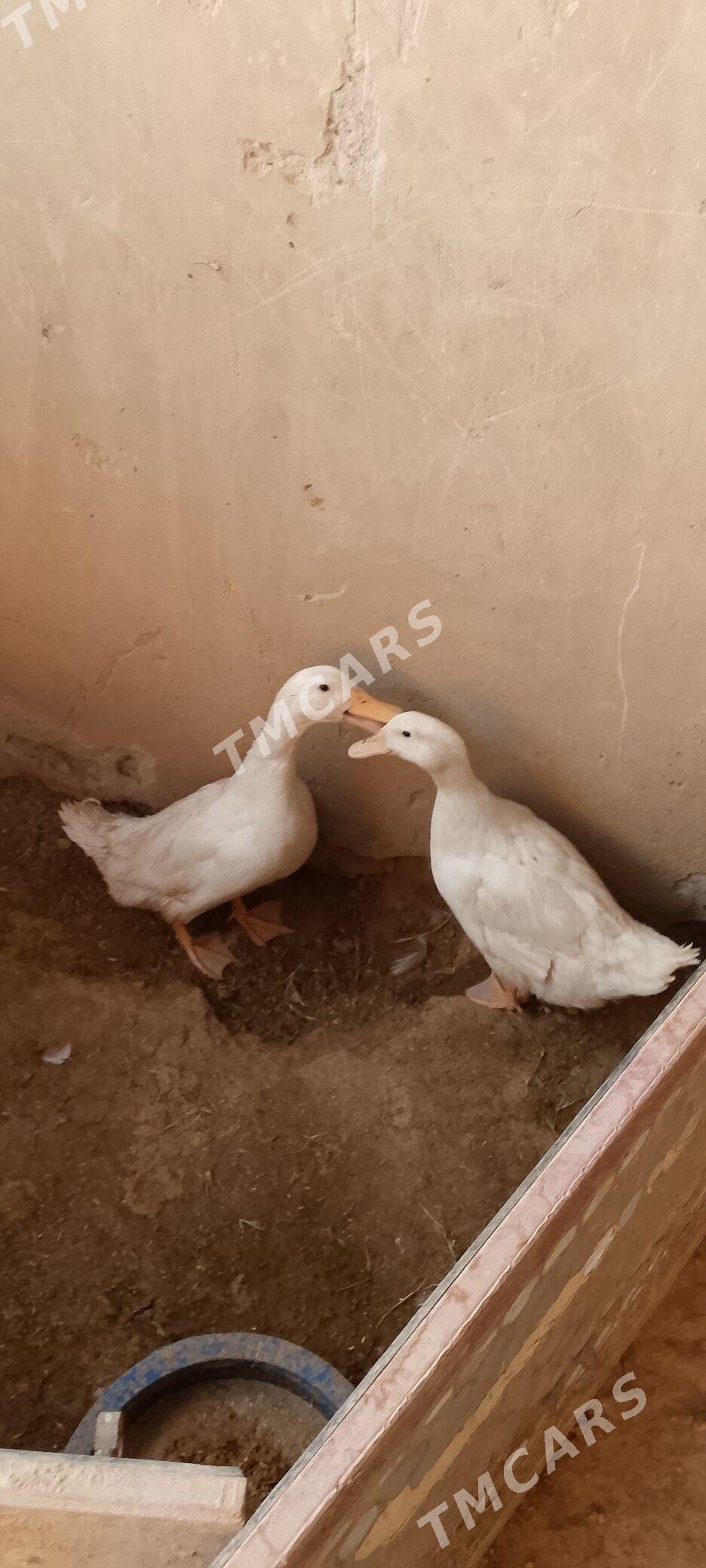 ördek gak gak - Balkanabat - img 3