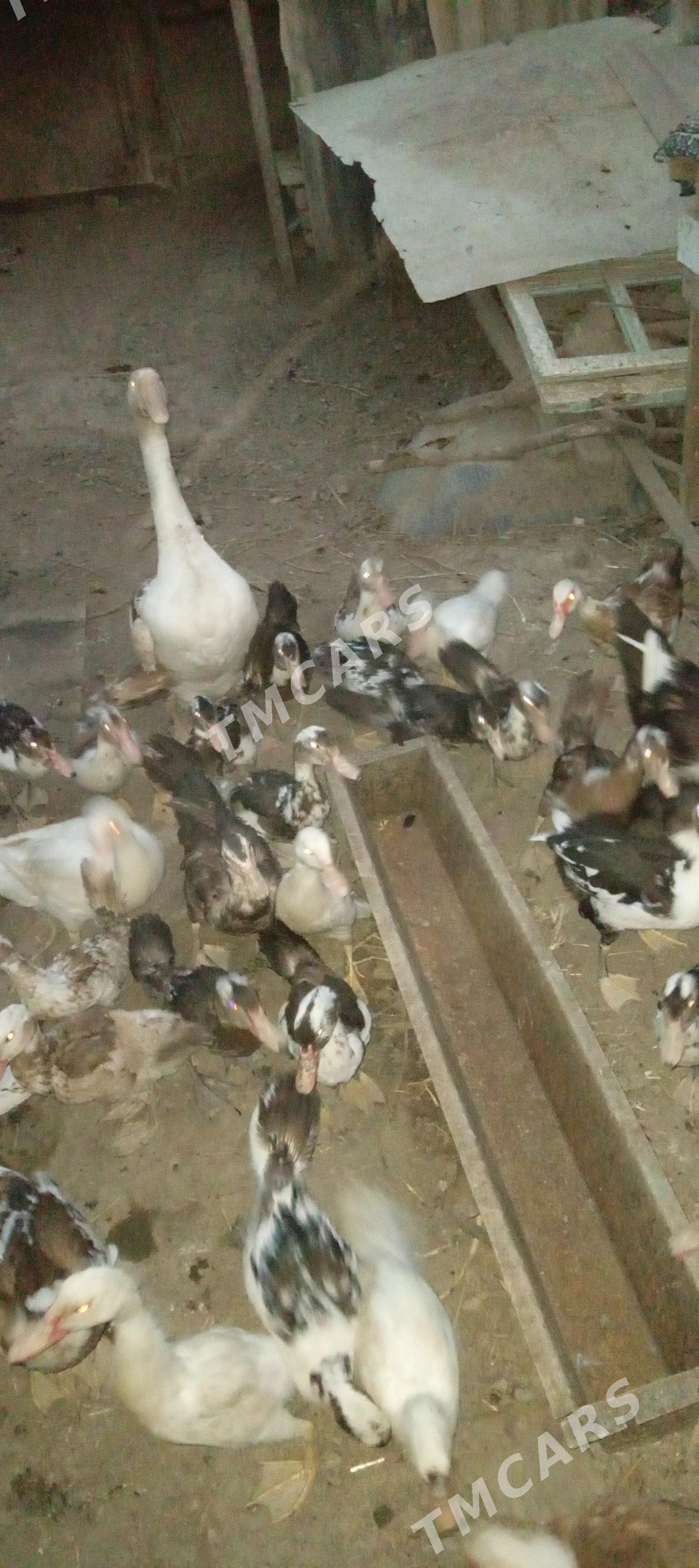 indehudka gazlar - Köşi - img 3