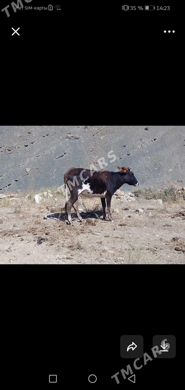 Sygyr - Balkanabat - img 2