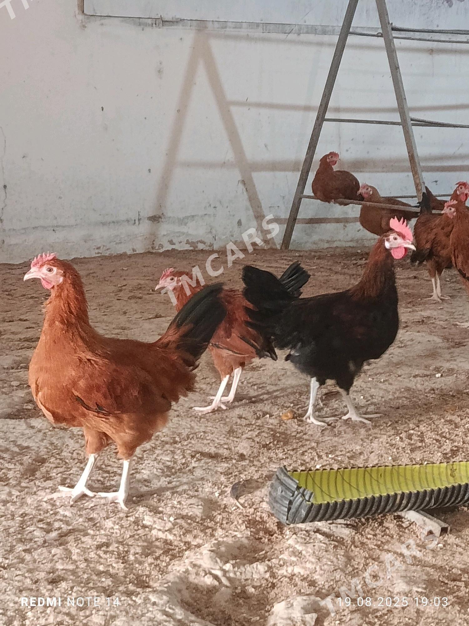 domasny horazlar - Gökdepe - img 2