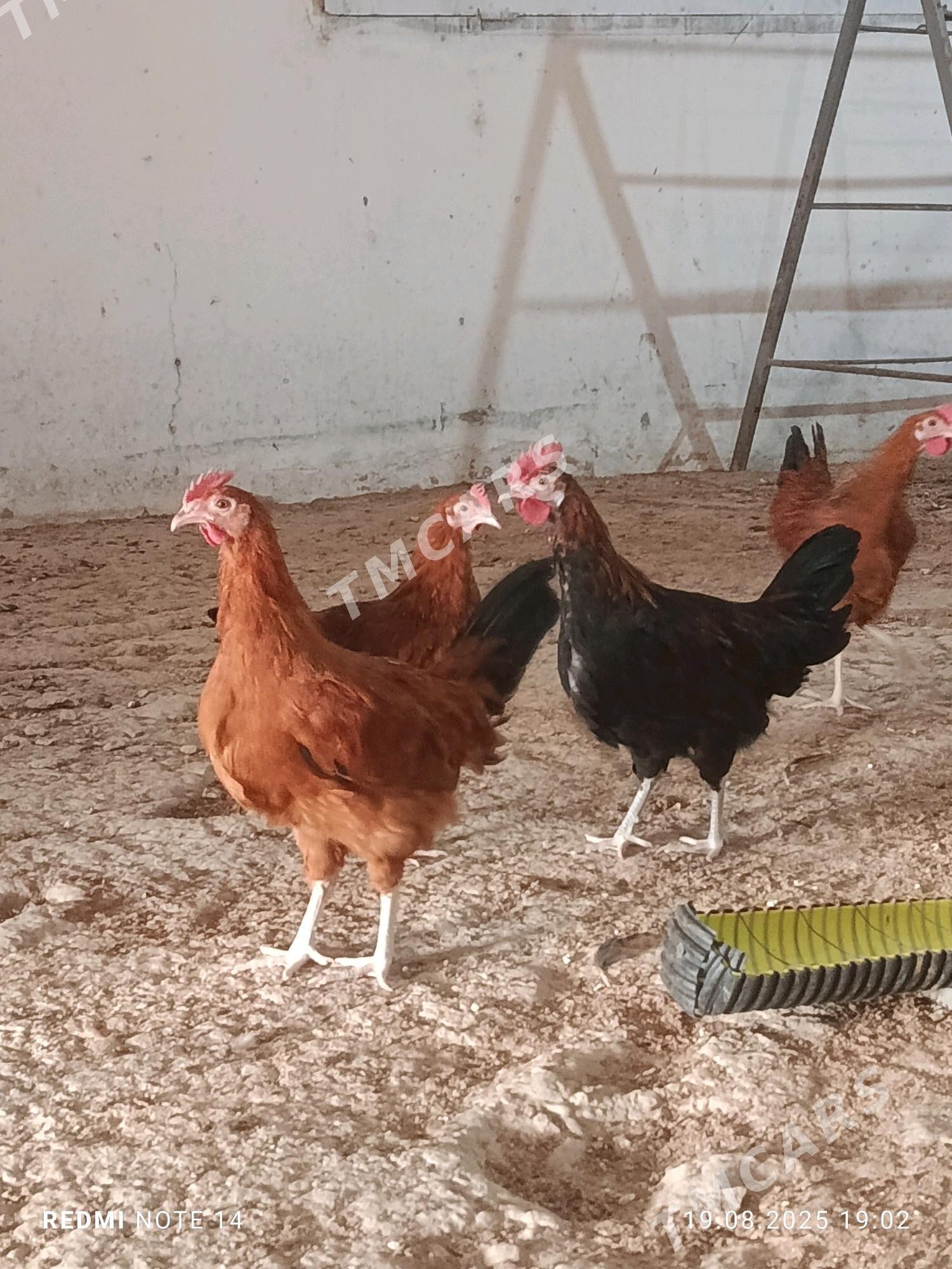 domasny horazlar - Gökdepe - img 3