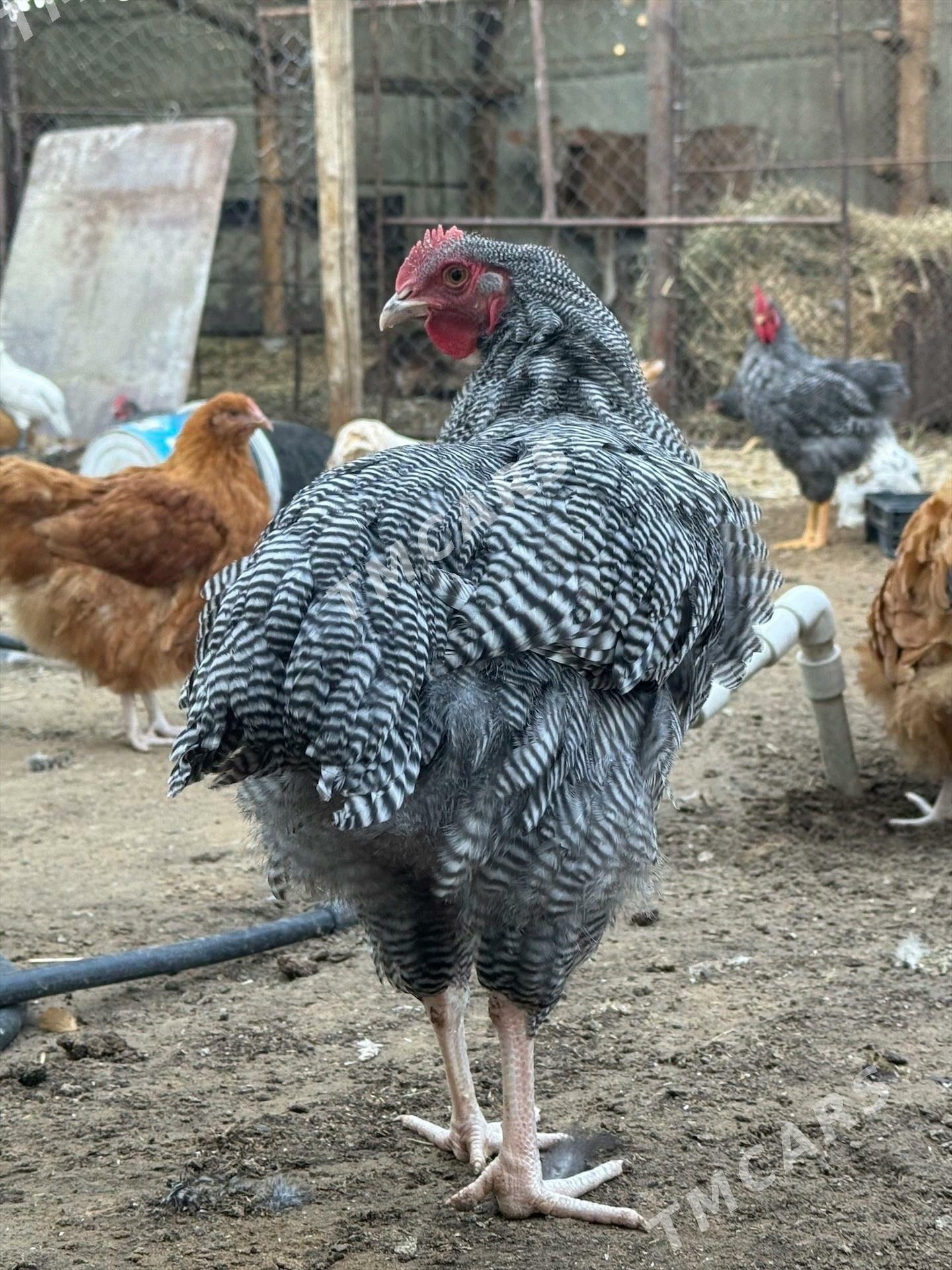 çil horaz - Çoganly - img 1