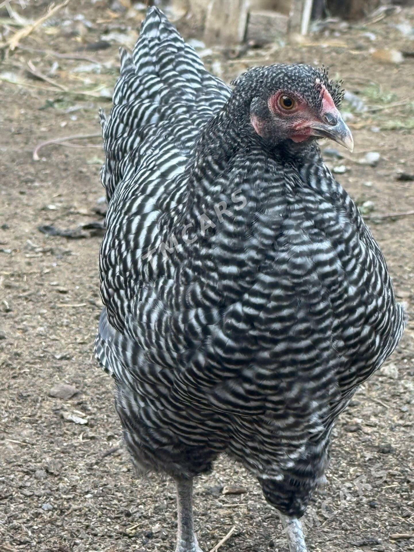 çil horaz - Çoganly - img 4