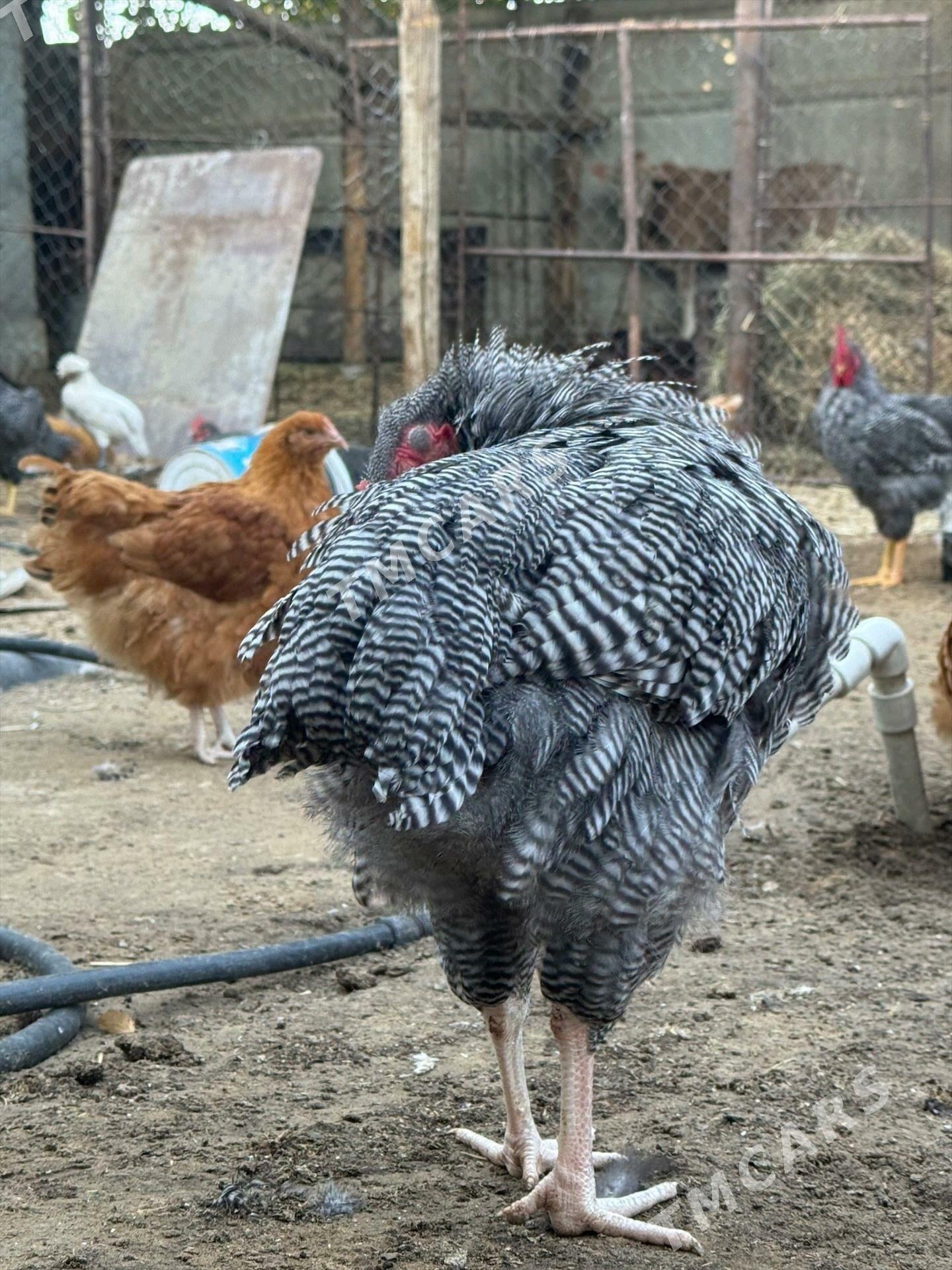 çil horaz - Çoganly - img 6