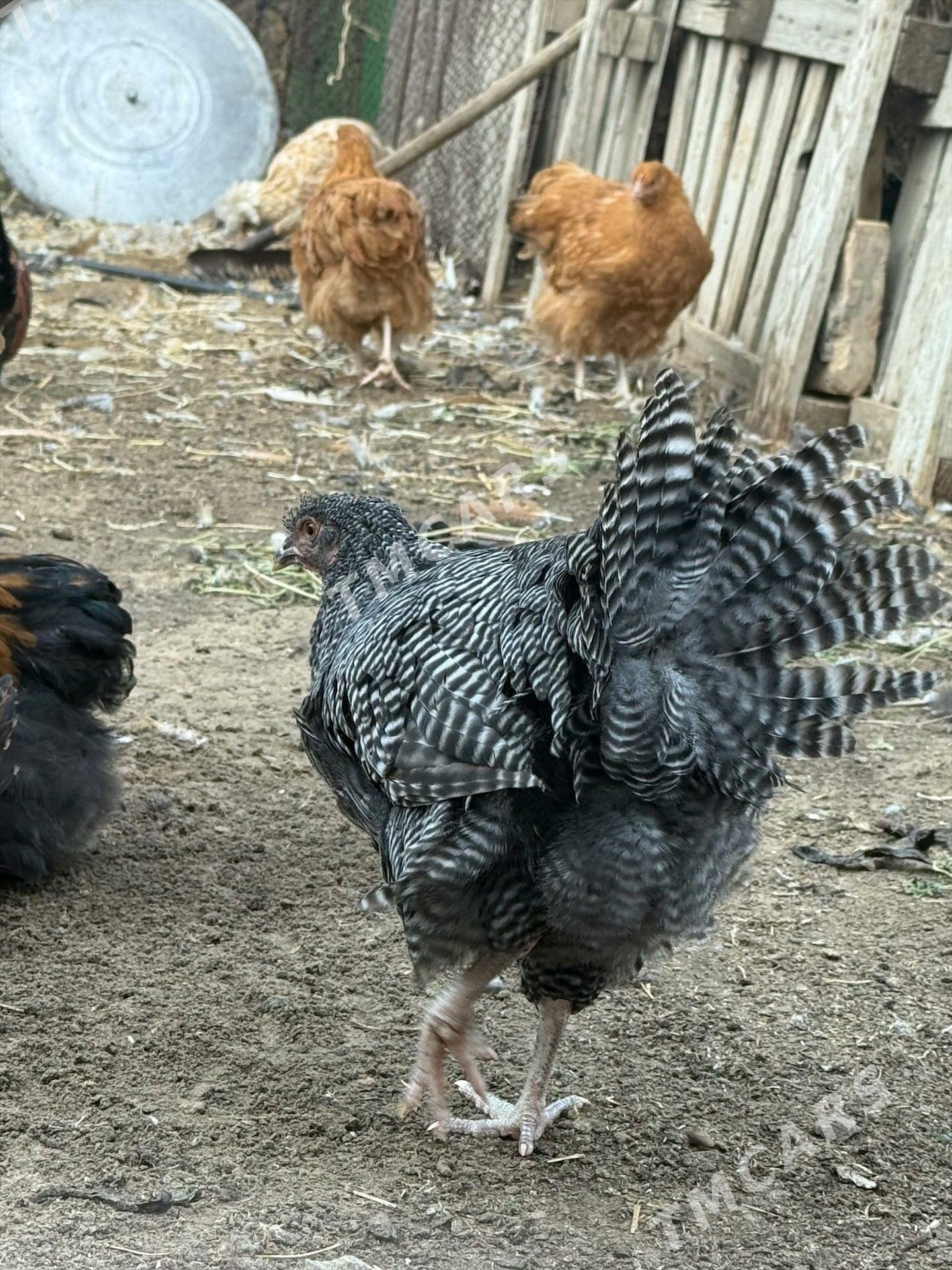 çil horaz - Çoganly - img 5