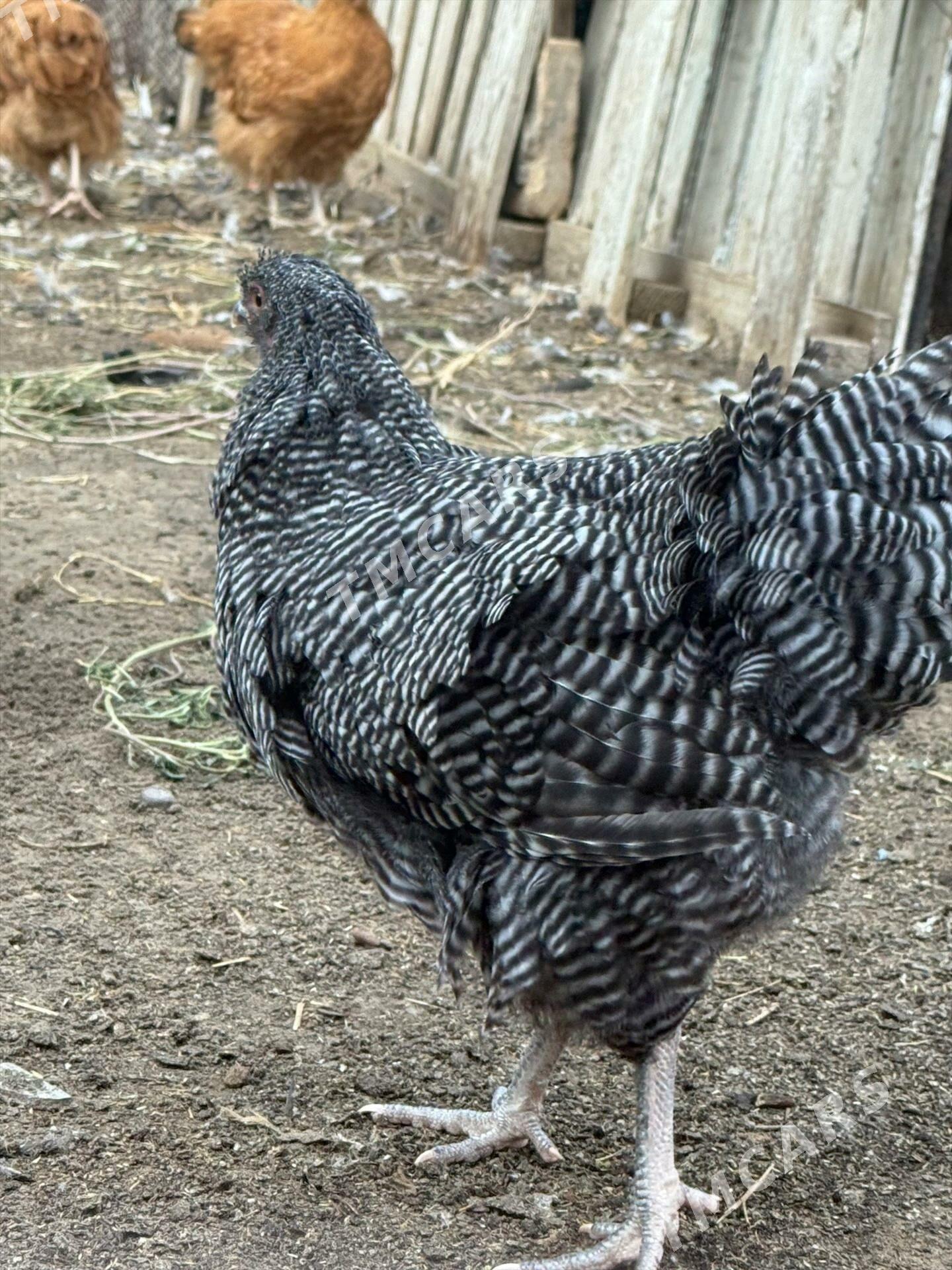 çil horaz - Çoganly - img 7
