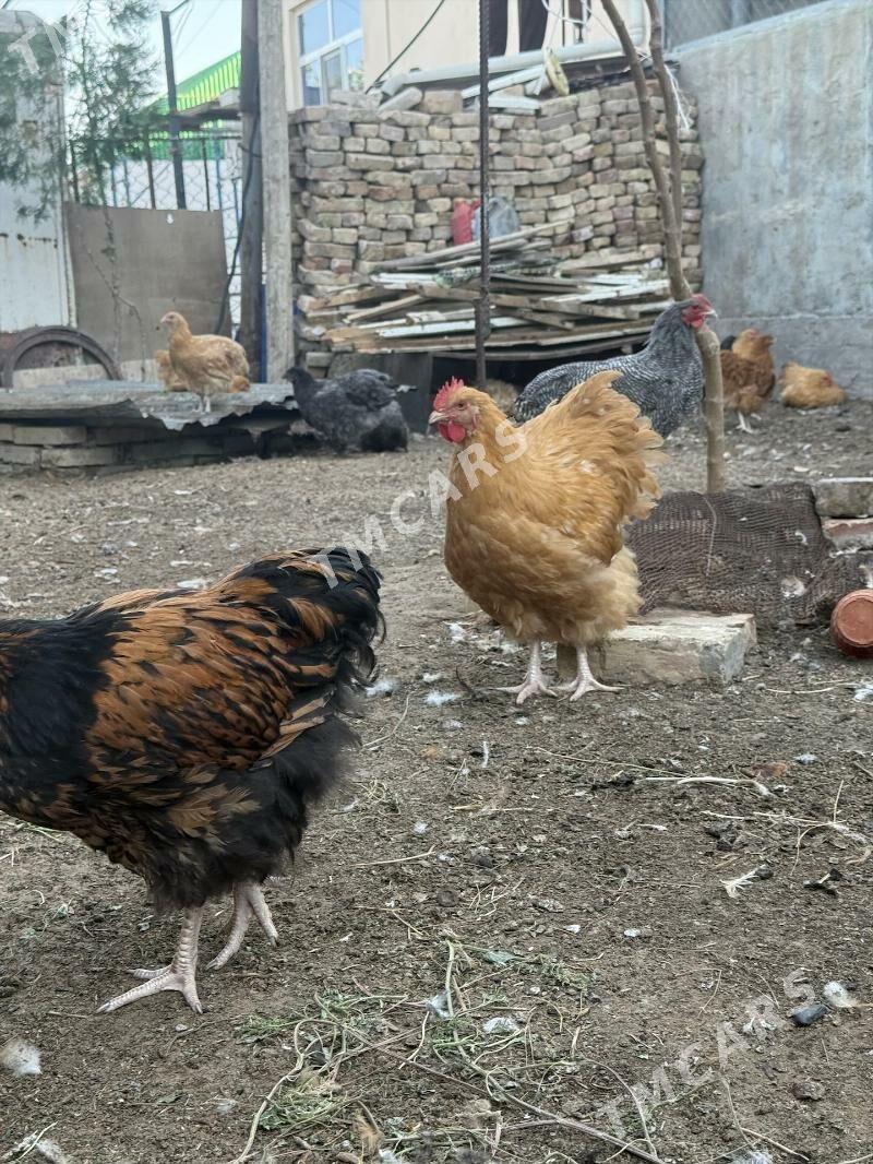 orpington - Çoganly - img 2