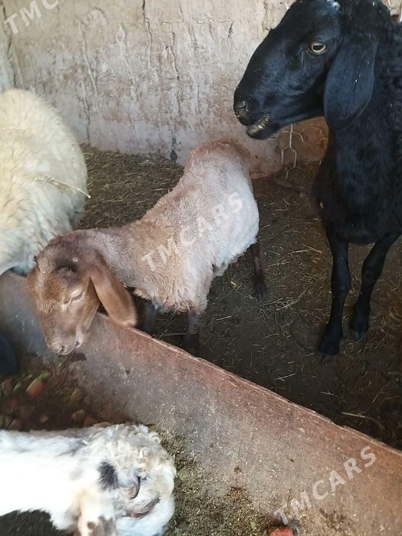 goyun guzy - Çärjew - img 2