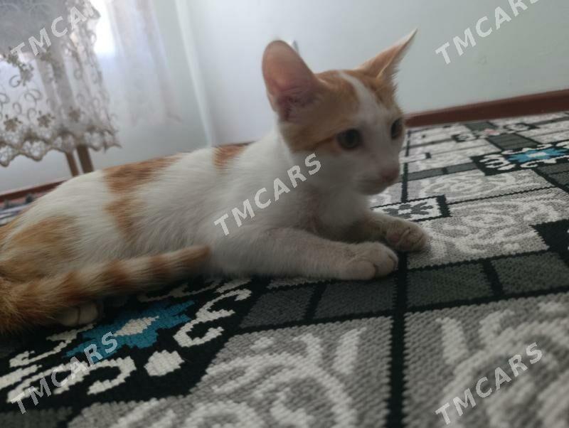 котенок - Mary - img 2