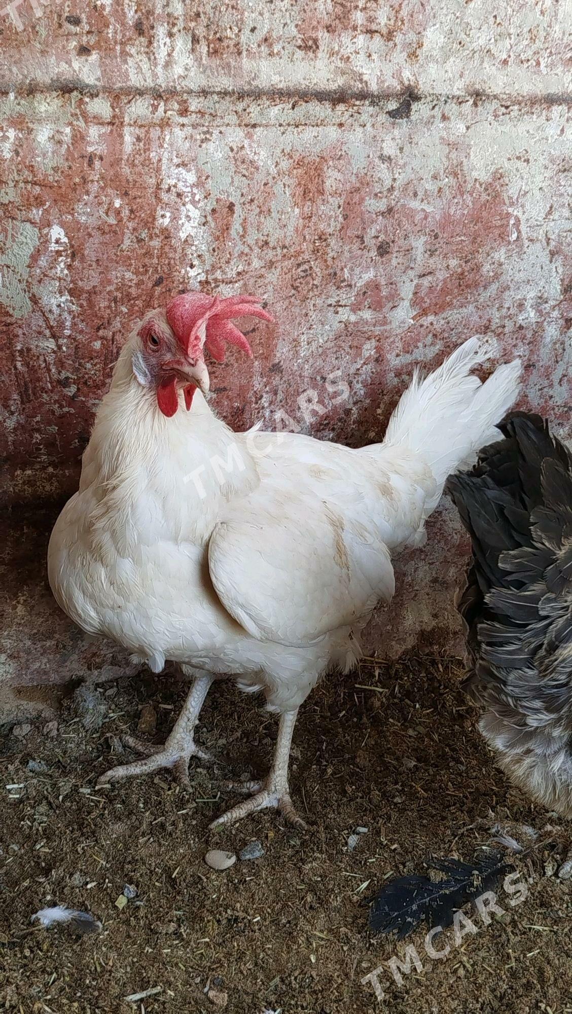 Ak towuk - Türkmenbaşy - img 3