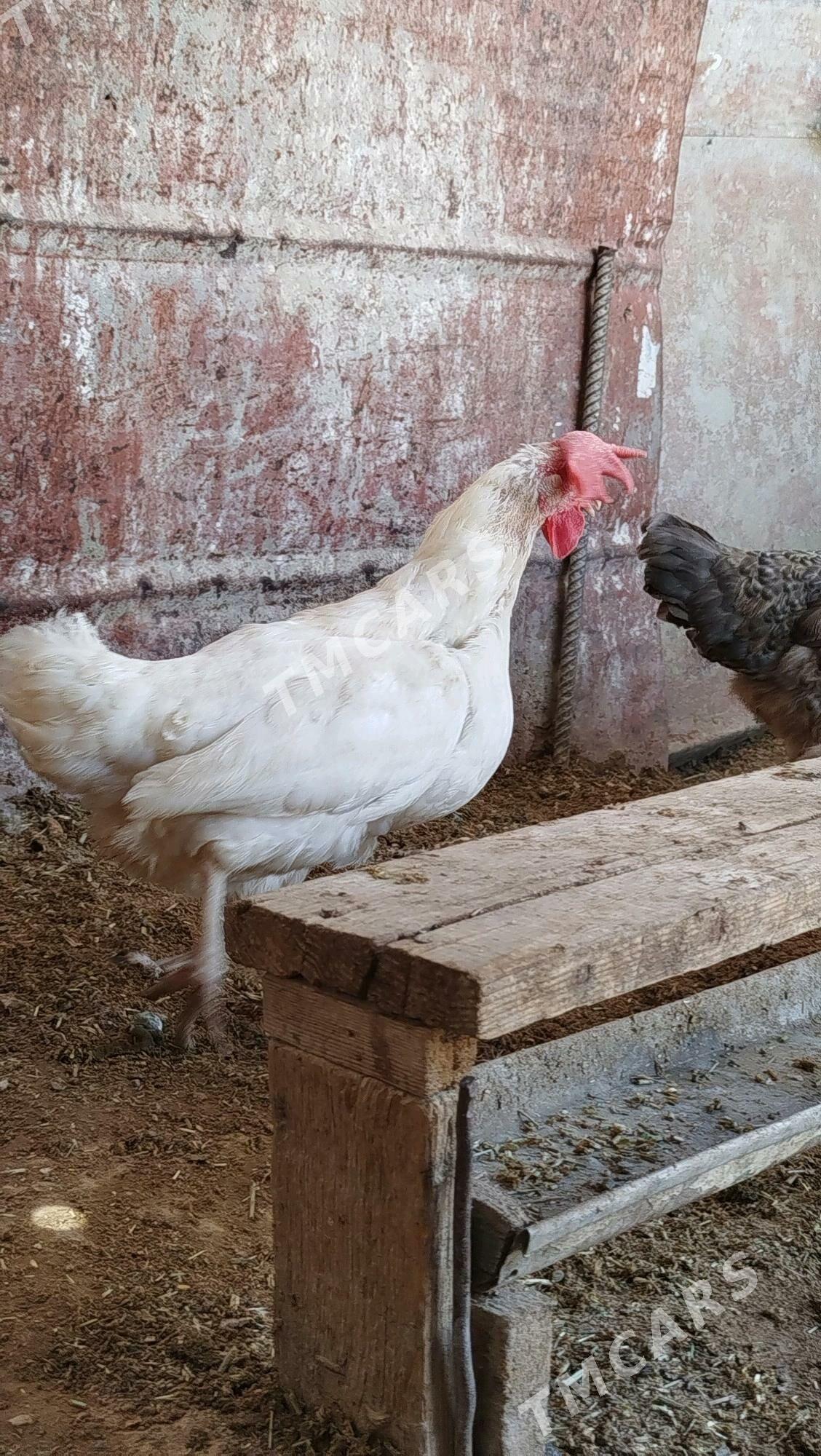 Ak towuk - Türkmenbaşy - img 1
