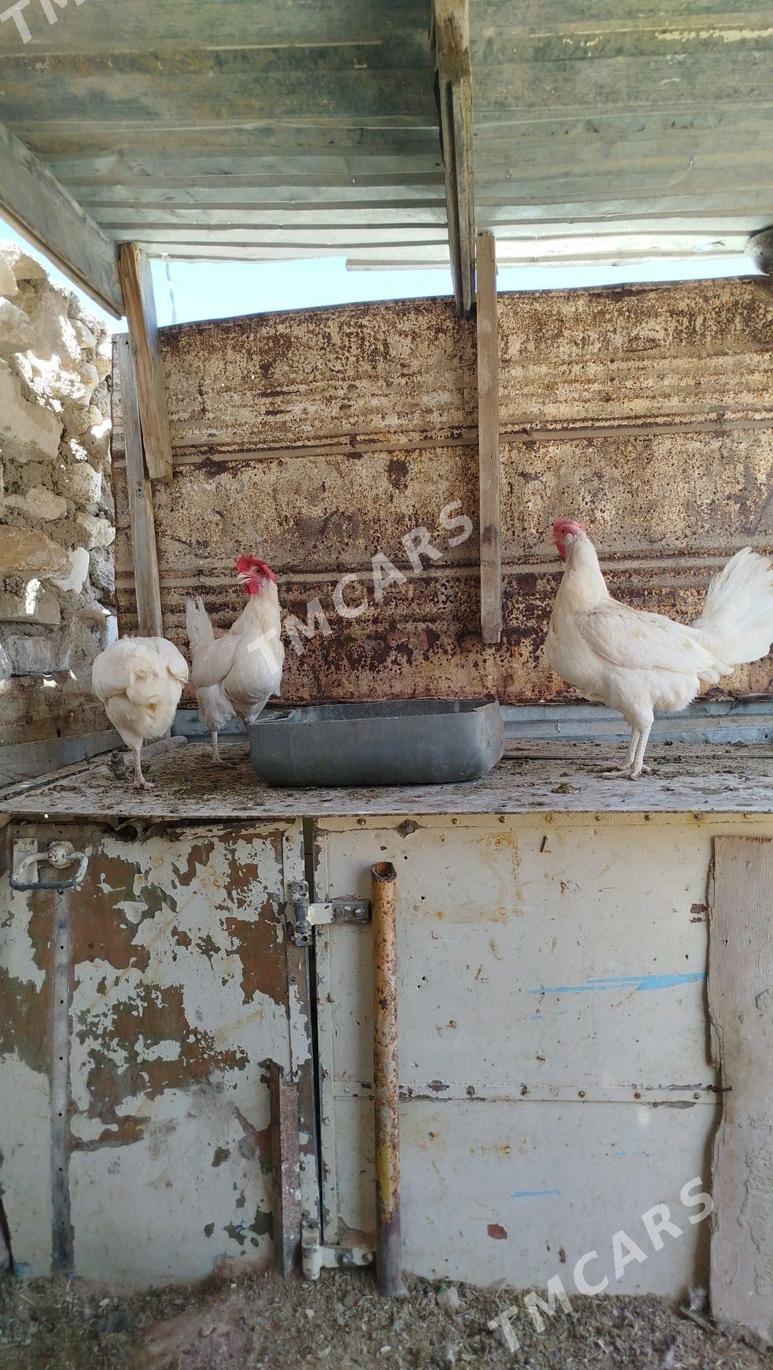 Ak towuk - Türkmenbaşy - img 2