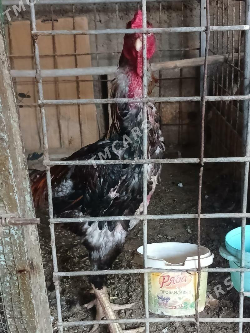 Baysow - Büzmeýin - img 2