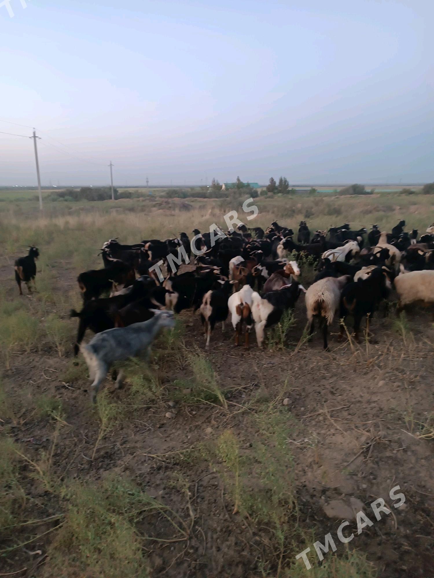 goyunlar geçiler - Ак-Бугдайский этрап - img 2