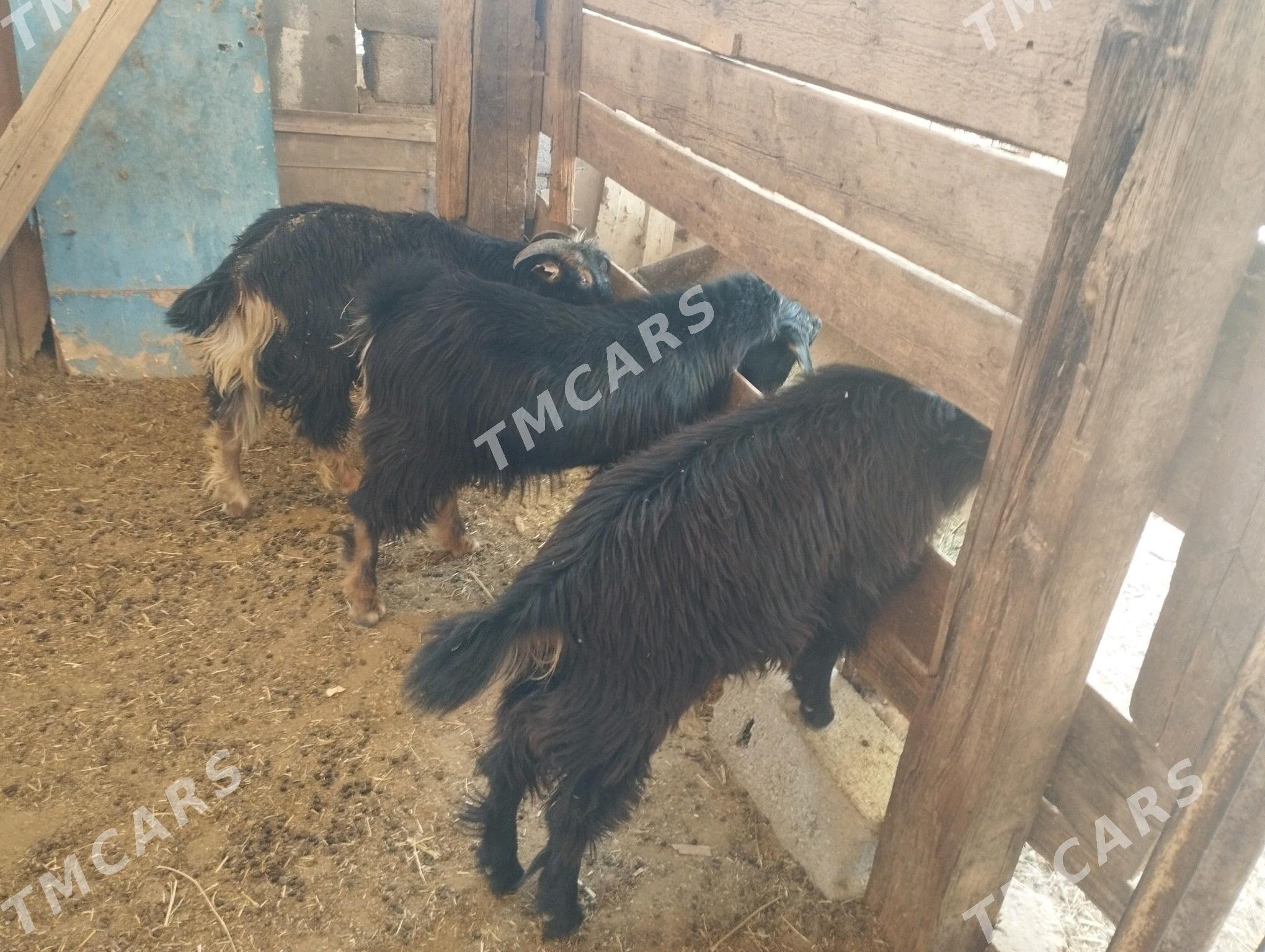 tokly çeviş - Aşgabat - img 3