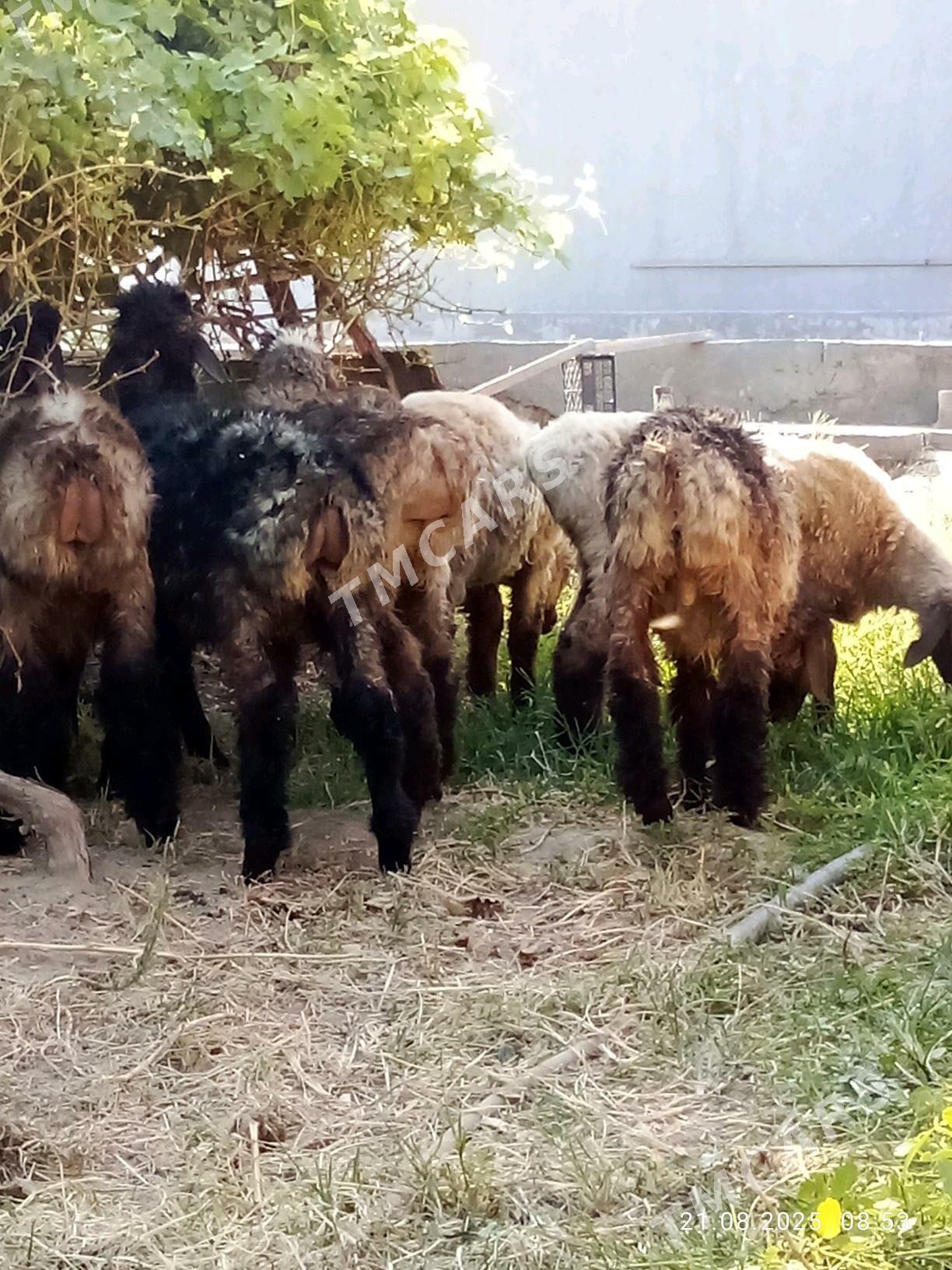 Toklylar Bakyda Duran - Gökdepe - img 10