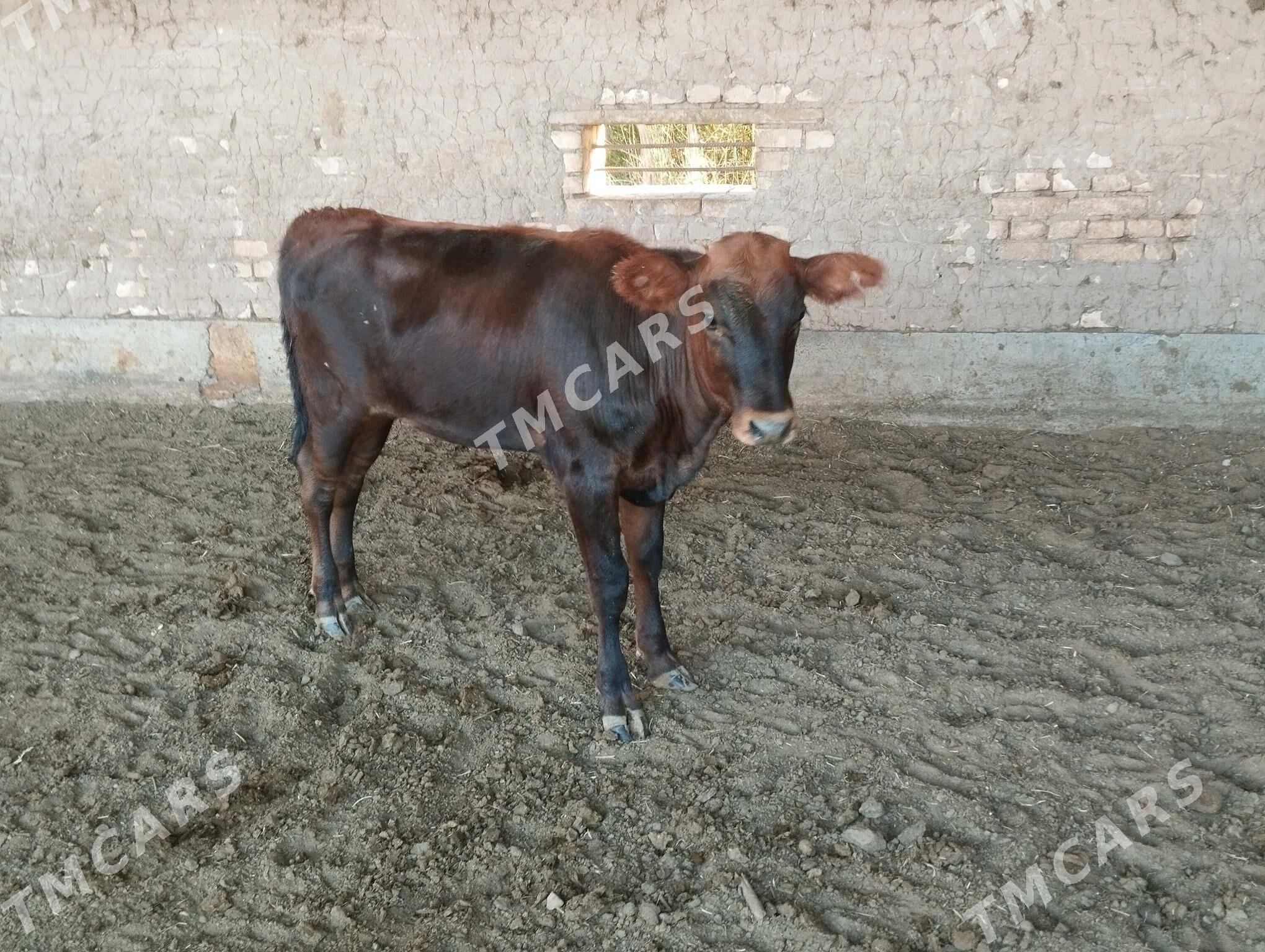 gulajyn gole - Oguz han - img 2