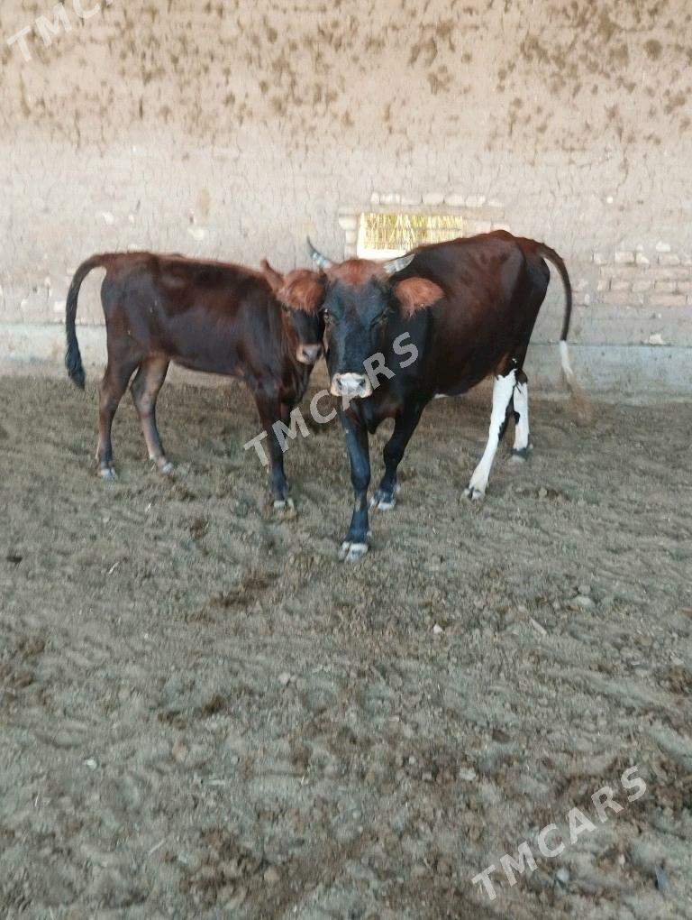 gulajyn gole - Oguz han - img 3