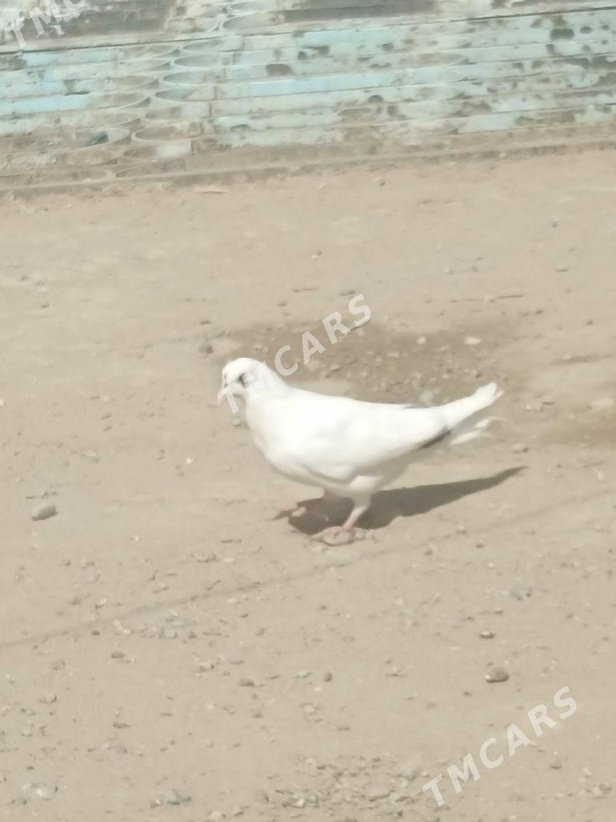 kepderi - Gökje - img 3