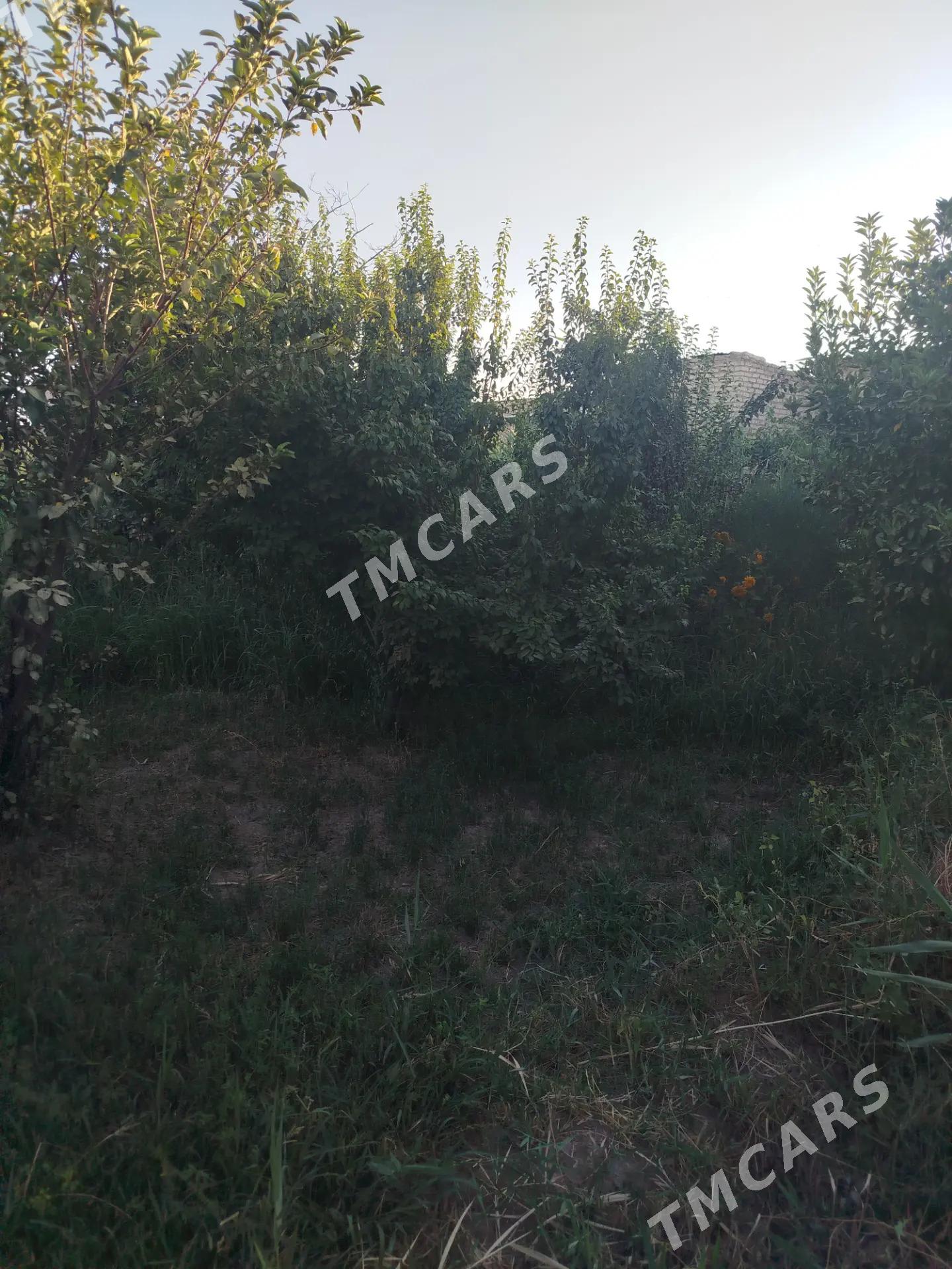 Daca satlyk - Türkmenabat - img 4