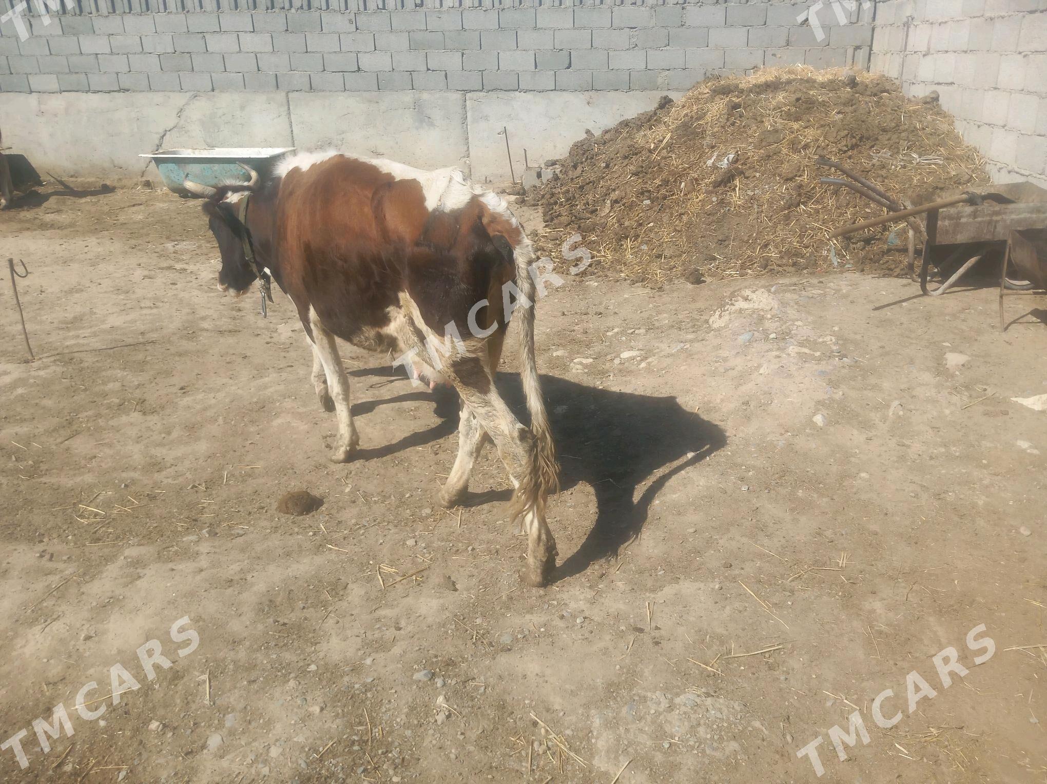 Göleli sygyr - Gyzylarbat - img 3