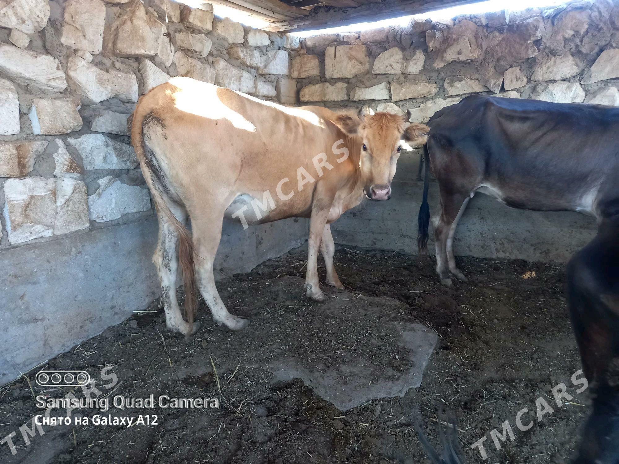 3 sany semiz sygyr - Gumdag - img 2