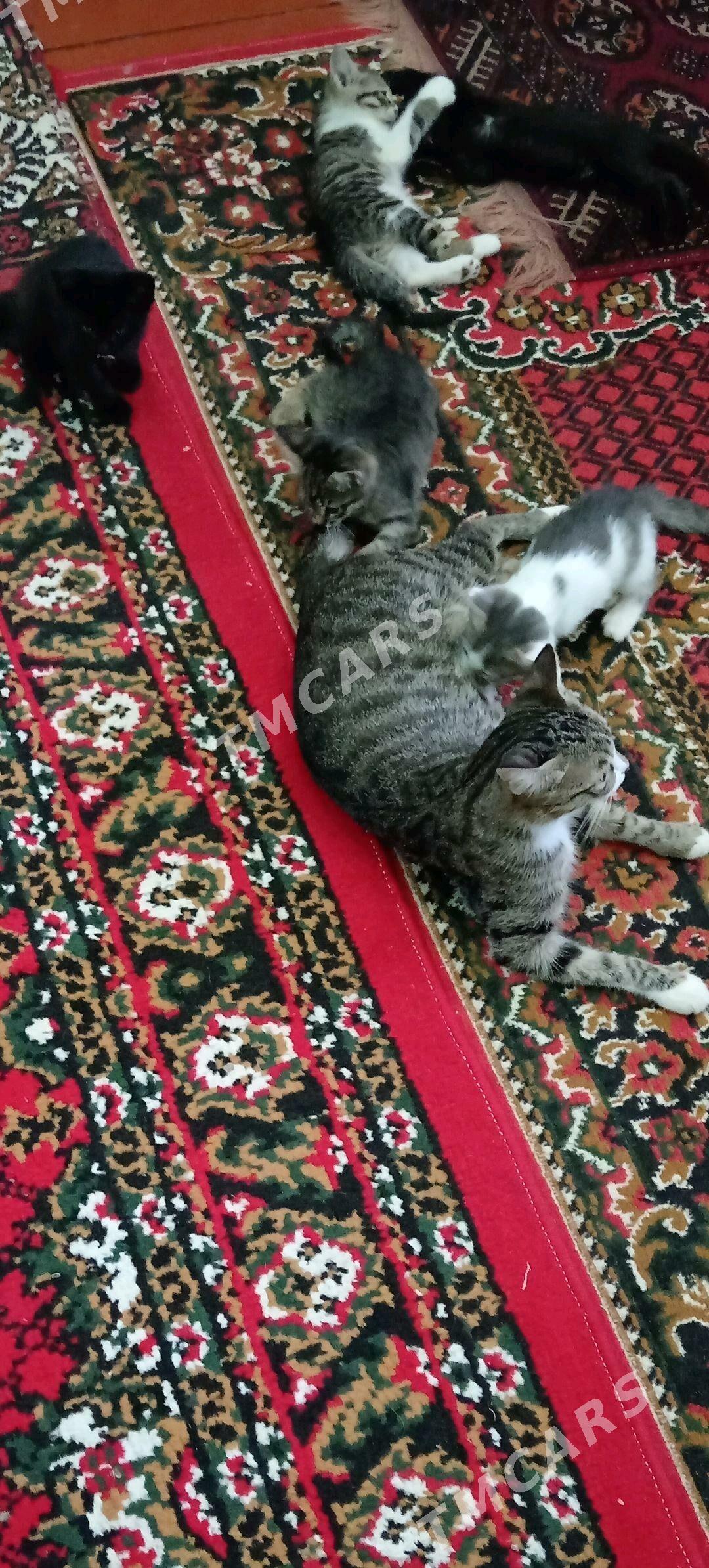 Britanka pişiktan doglan - Дашогуз - img 2