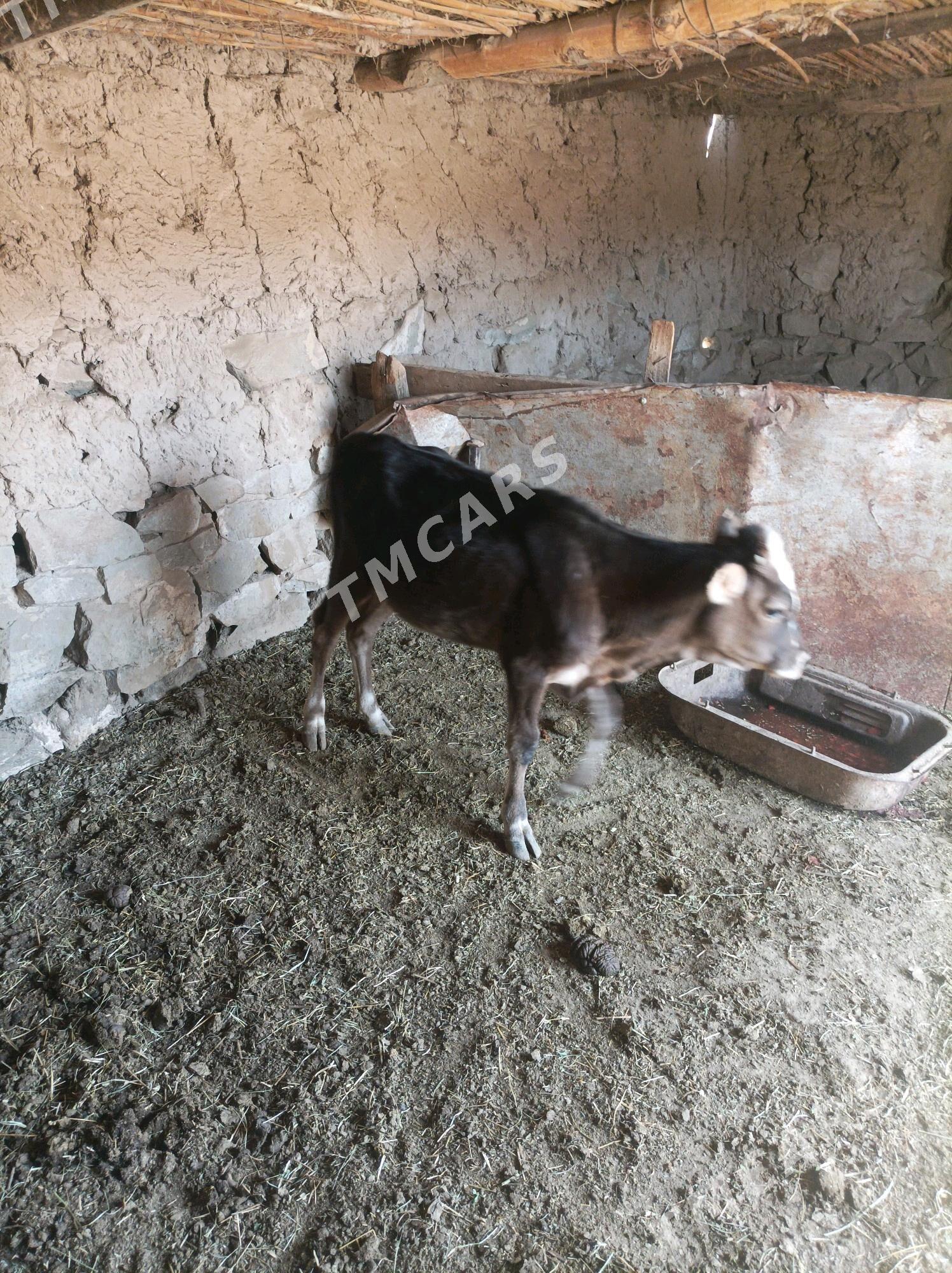 Ady 1,5 yas gole - Махтумкули - img 2