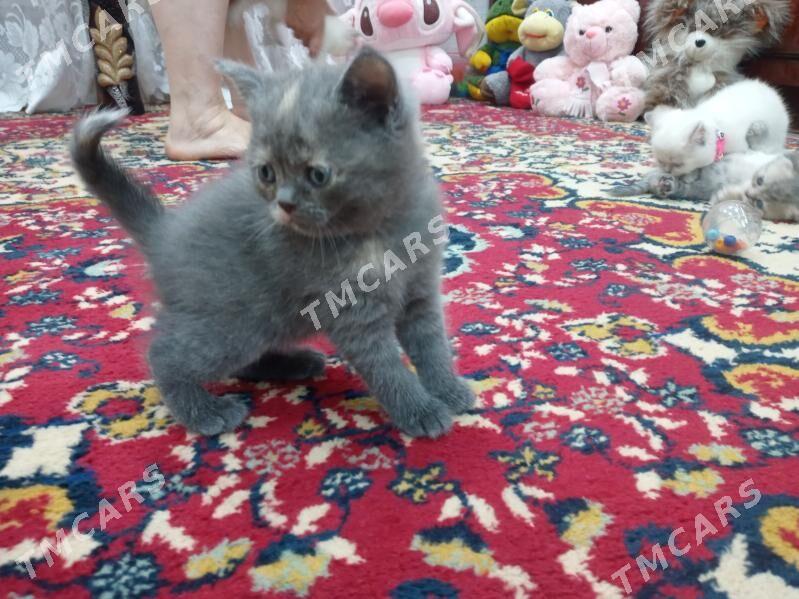 Шотландские котята Скоти фолд - Türkmenabat - img 4
