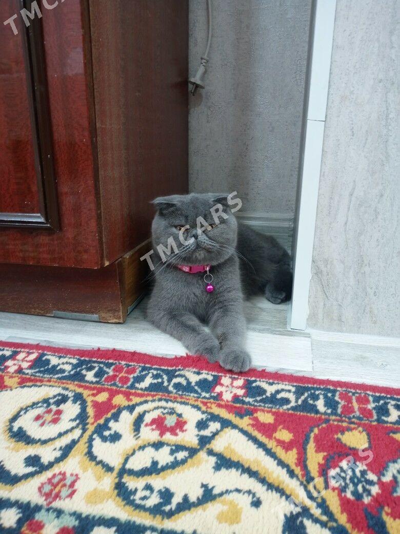Шотландские котята Скоти фолд - Türkmenabat - img 2