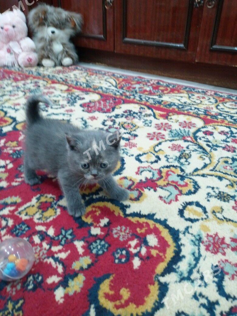 Шотландские котята Скоти фолд - Türkmenabat - img 5