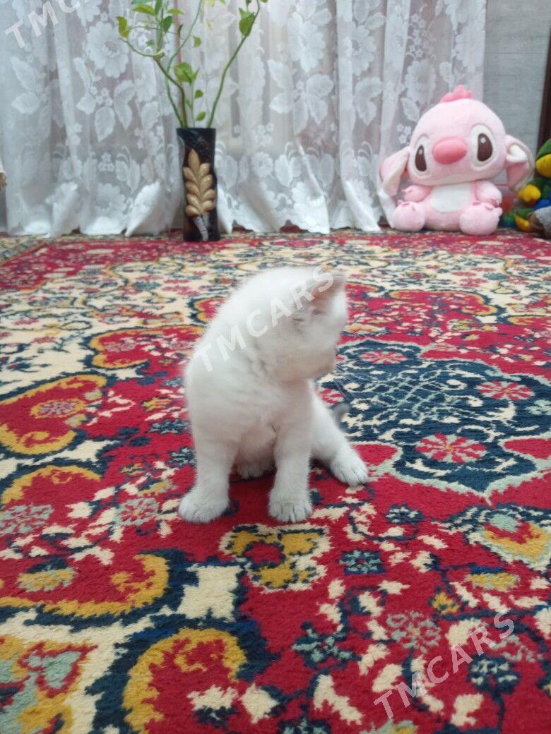 Шотландские котята Скоти фолд - Türkmenabat - img 3