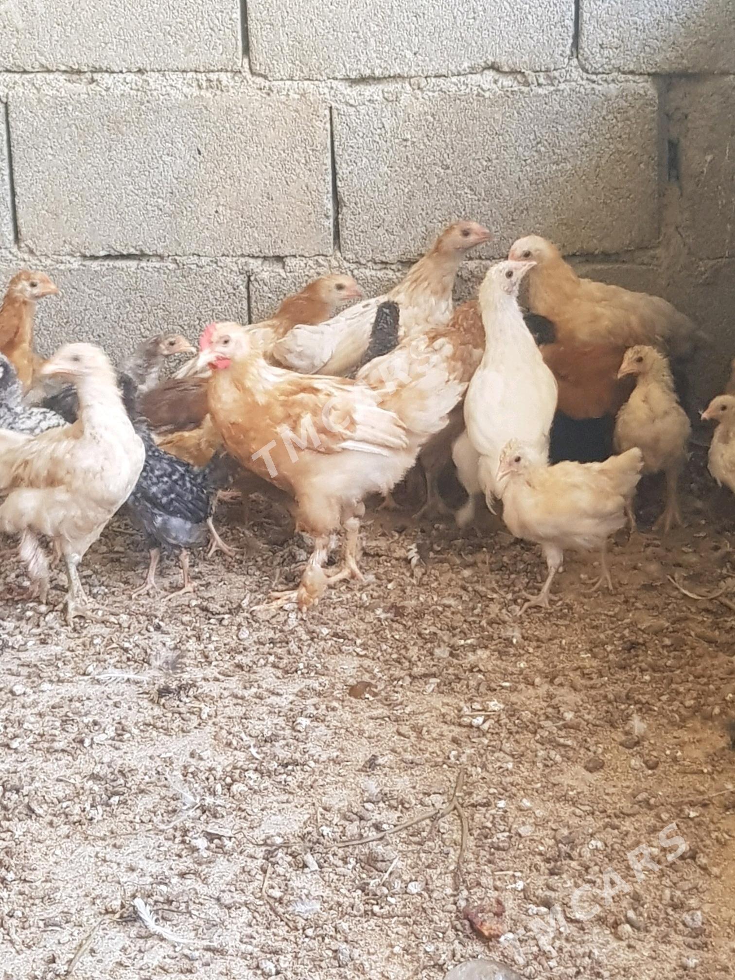 juyje - Garadamak Şor - img 2