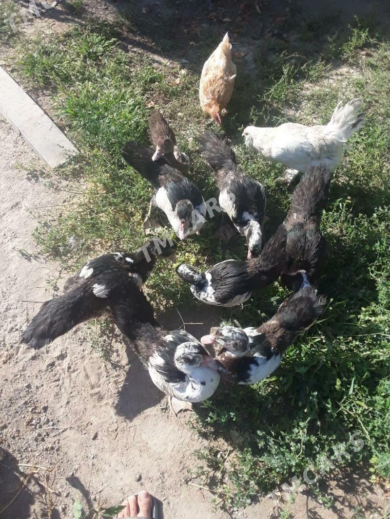 ýaşylbaş - Gökdepe - img 2