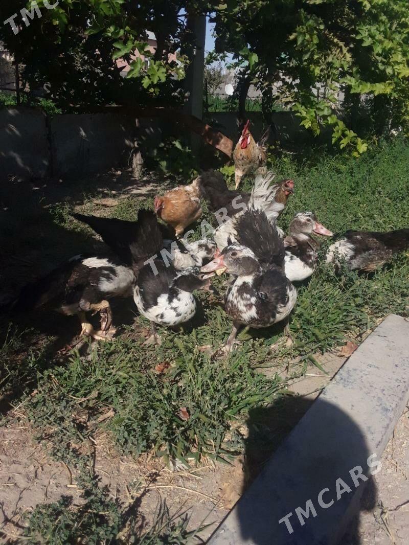 ýaşylbaş - Gökdepe - img 3