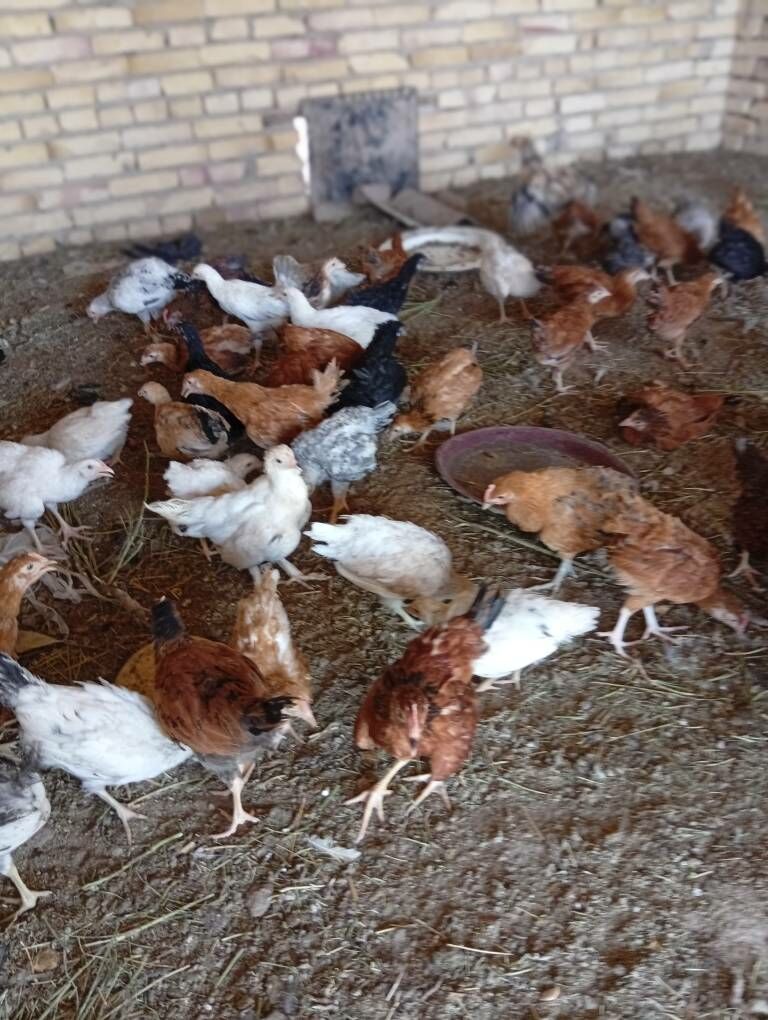 Mesny towuk juyje - Saýat - img 1