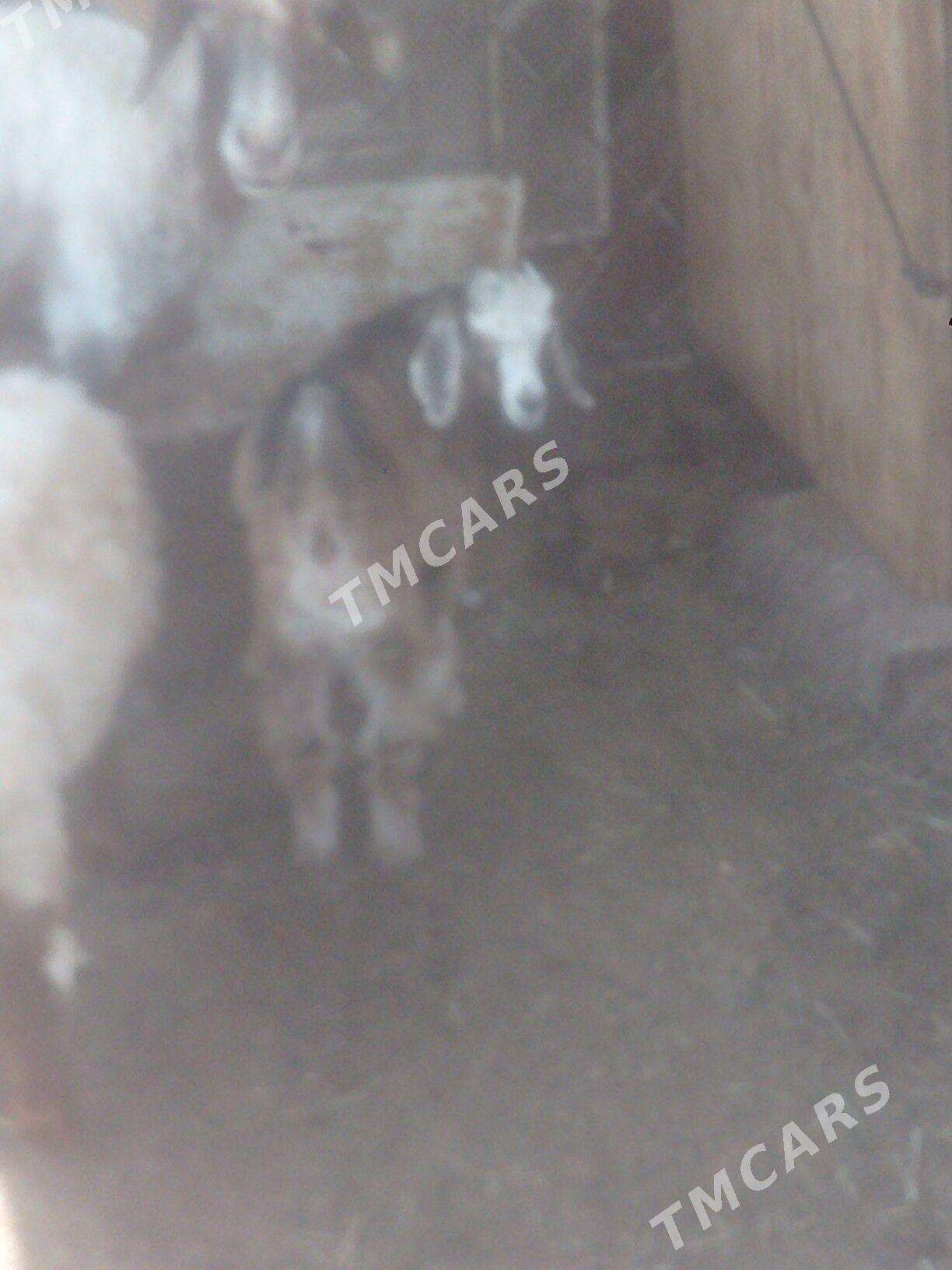 awlak pasdi cewis - Balkanabat - img 2