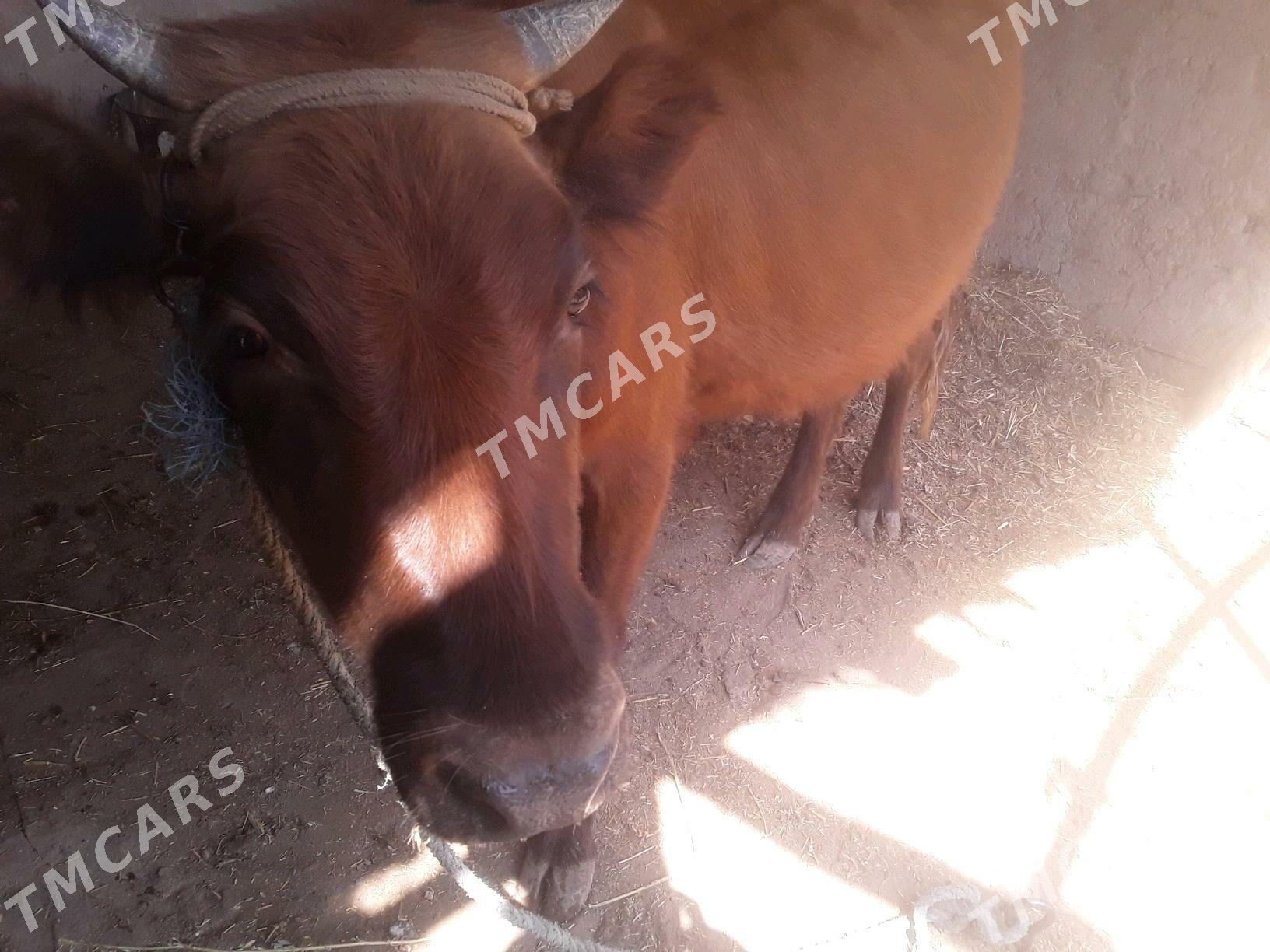 GACAR MALLAR - Gubadag - img 3