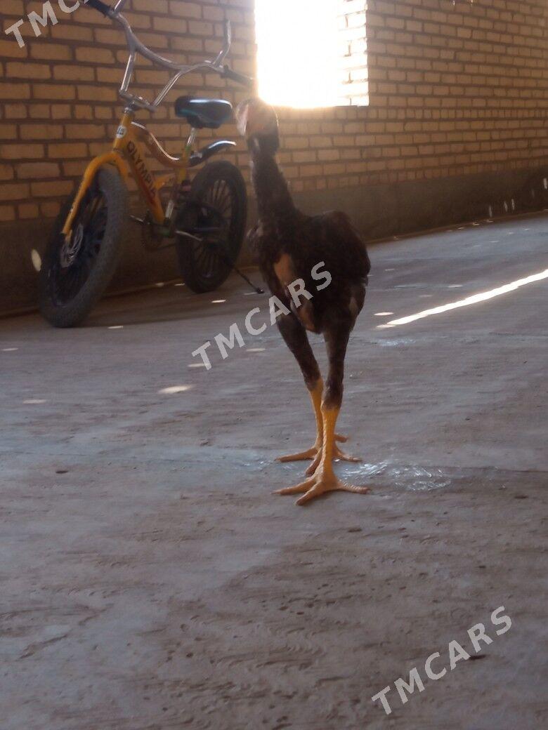boysow jüje - Çärjew - img 2