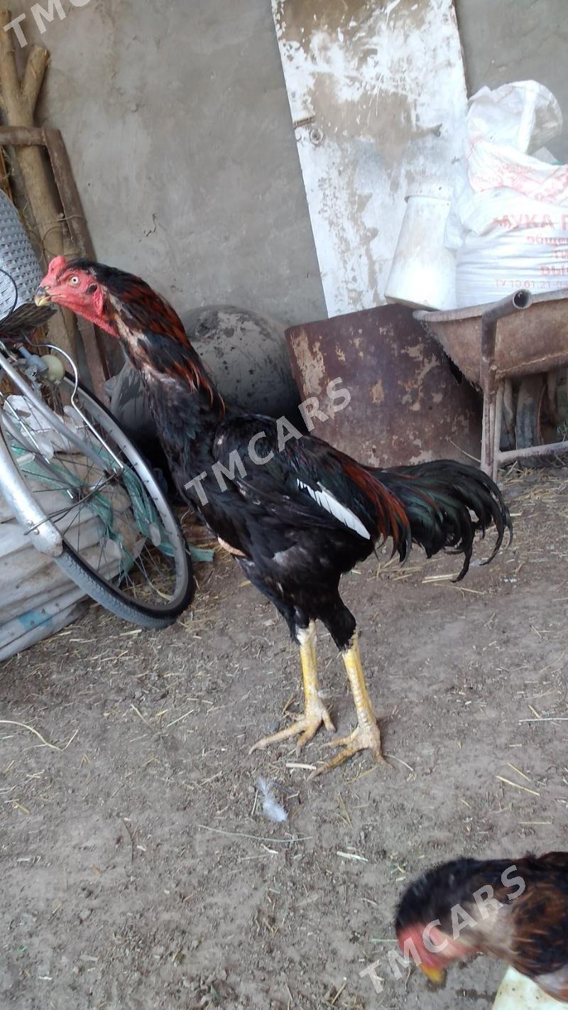 baysy horaz - Wekilbazar - img 2