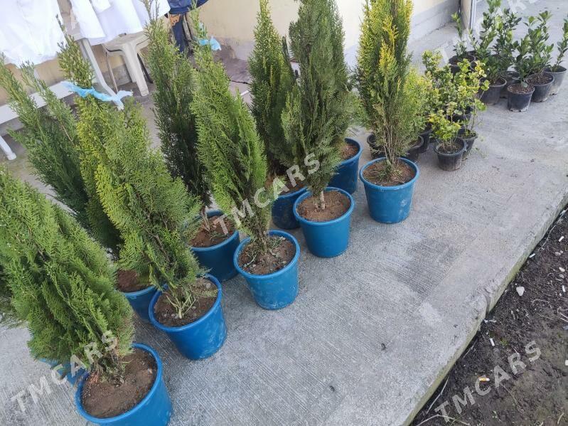 Yolka Tuya Kompakt - Aşgabat - img 2