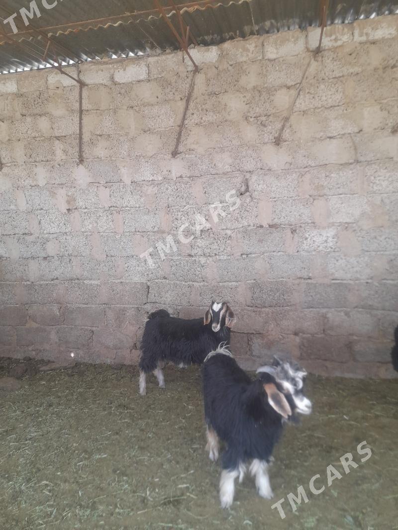 cebis - Garadamak Şor - img 2