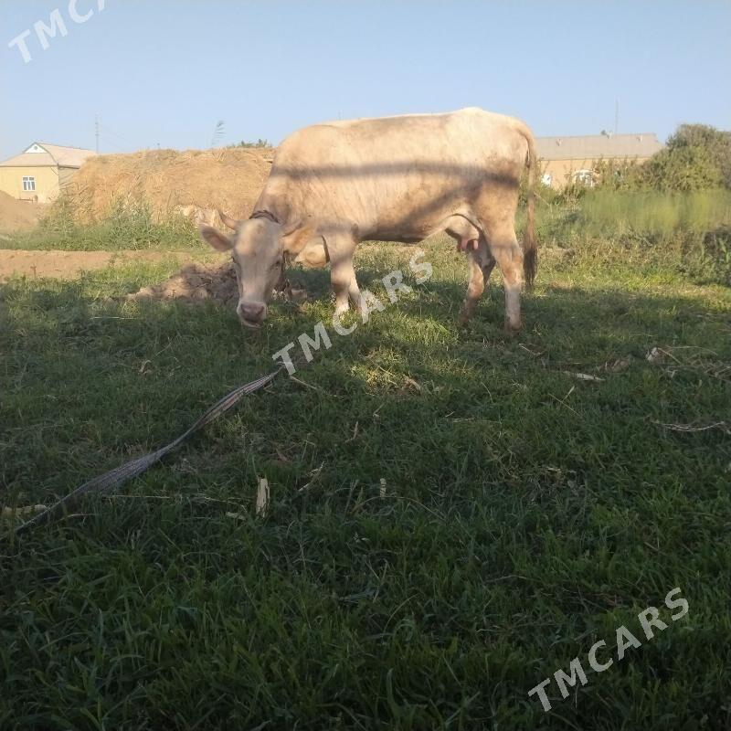 goleli sygyr - Wekilbazar - img 10
