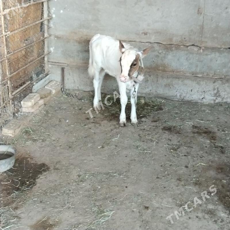 goleli sygyr - Wekilbazar - img 2