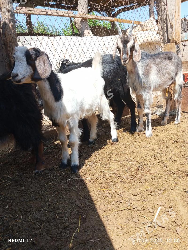 cowusler - Farap - img 2