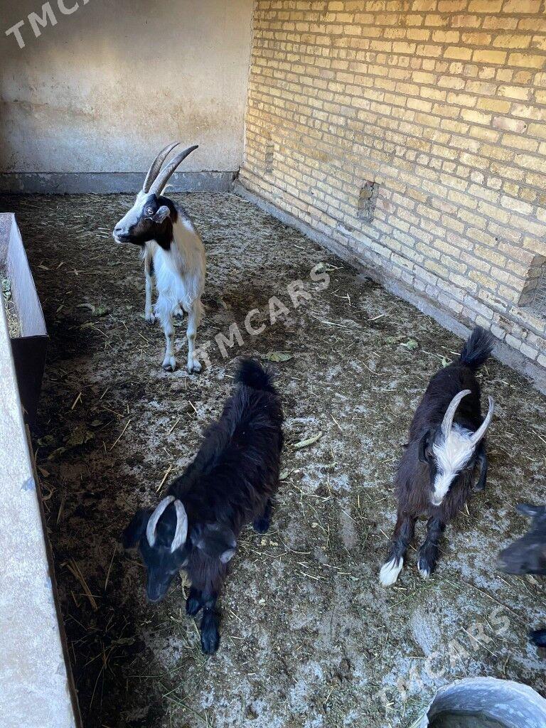 Geçi - Çärjew - img 2