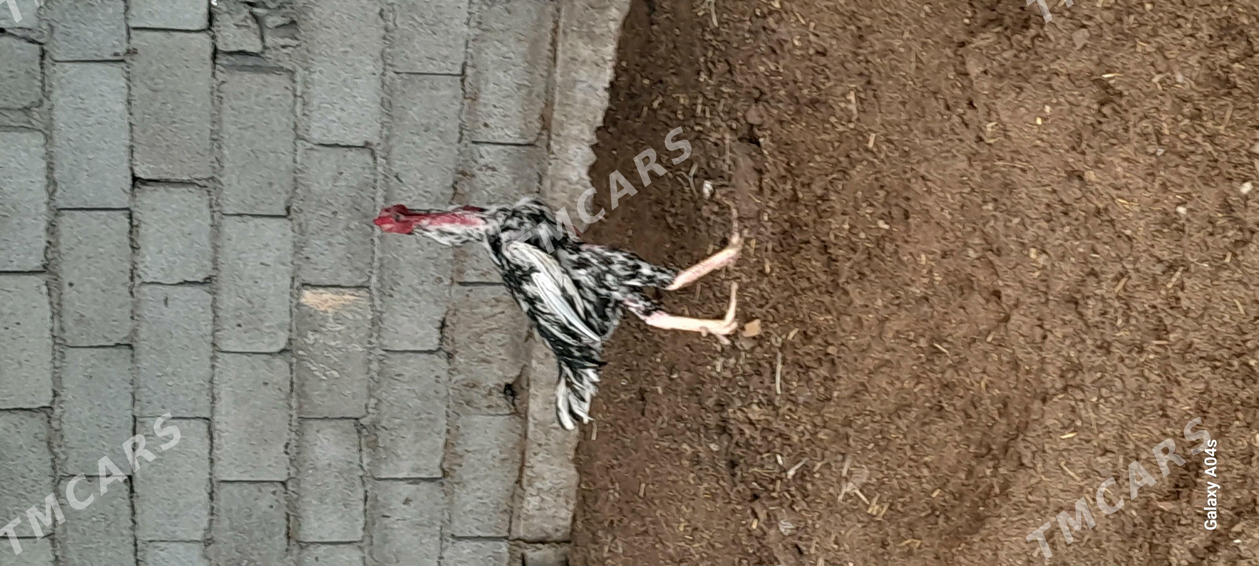 ALAJA IKI  SANY TAȘGENT - Гёкдепе - img 2