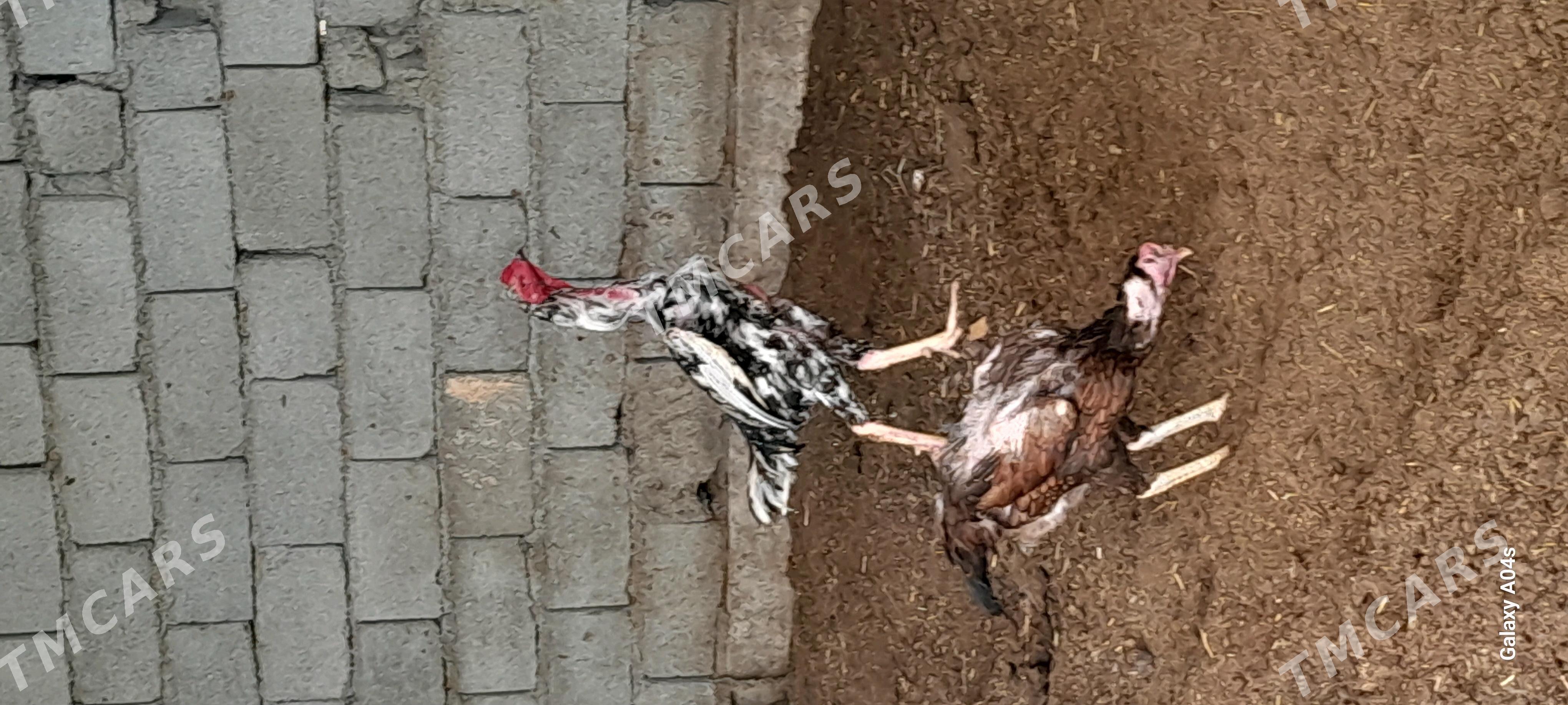 ALAJA IKI  SANY TAȘGENT - Гёкдепе - img 5