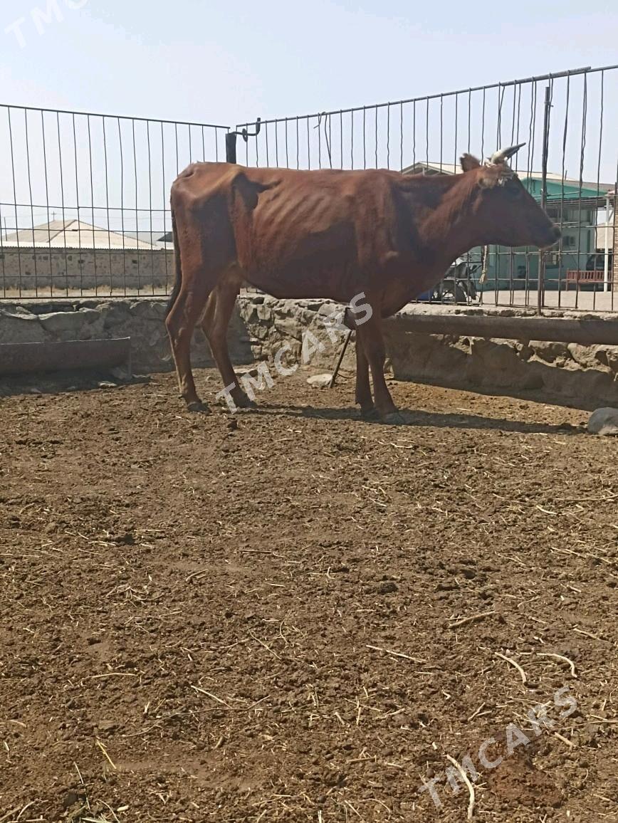 Gysyr sygyr - Bereket - img 2