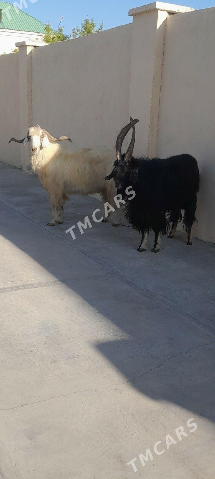 höwür teke - Aşgabat - img 2